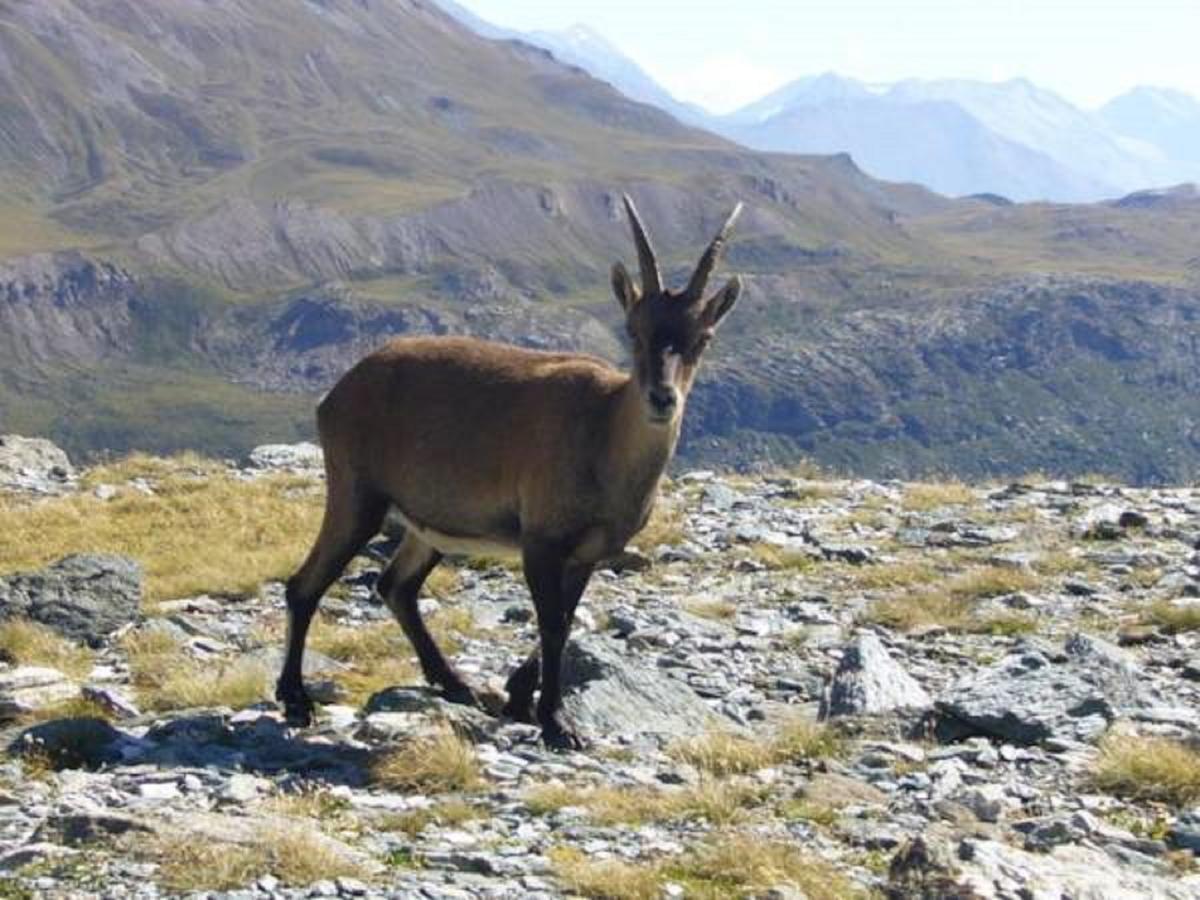 Chalet Des Neiges : La Cime Des Arcs Les Arcs  Dış mekan fotoğraf